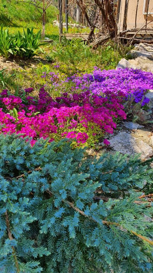 Bran 99 Villa Dış mekan fotoğraf